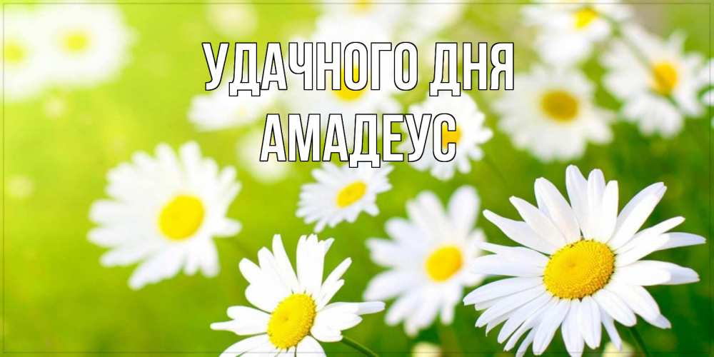 Открытка на каждый день с именем, Амадеус Удачного дня открытка с ромашками на зеленом фоне Прикольная открытка с пожеланием онлайн скачать бесплатно 