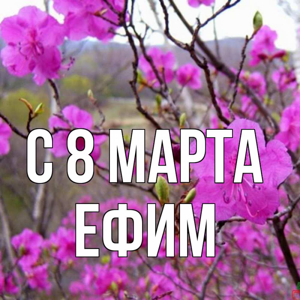 Открытка на каждый день с именем, Ефим С 8 МАРТА международный женский день Прикольная открытка с пожеланием онлайн скачать бесплатно 
