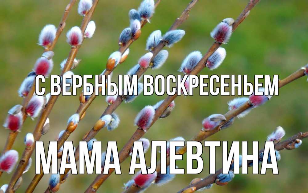 Открытка на каждый день с именем, Мама-Алевтина С вербным воскресеньем верба Прикольная открытка с пожеланием онлайн скачать бесплатно 