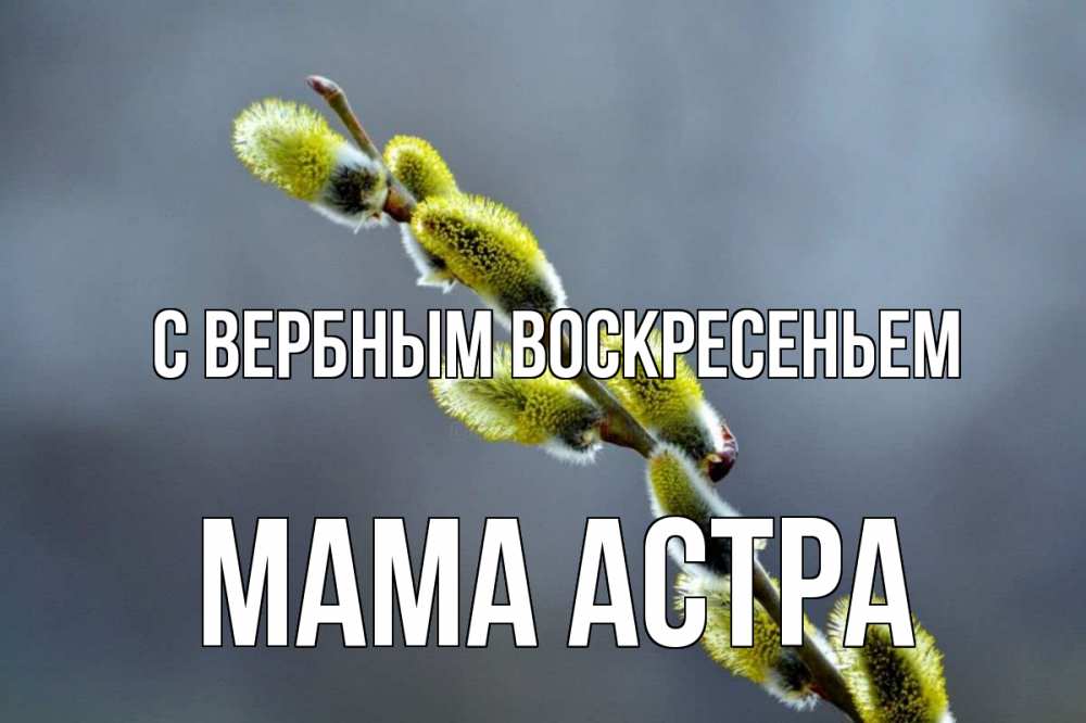 Открытка на каждый день с именем, Мама-Астра С вербным воскресеньем верба Прикольная открытка с пожеланием онлайн скачать бесплатно 