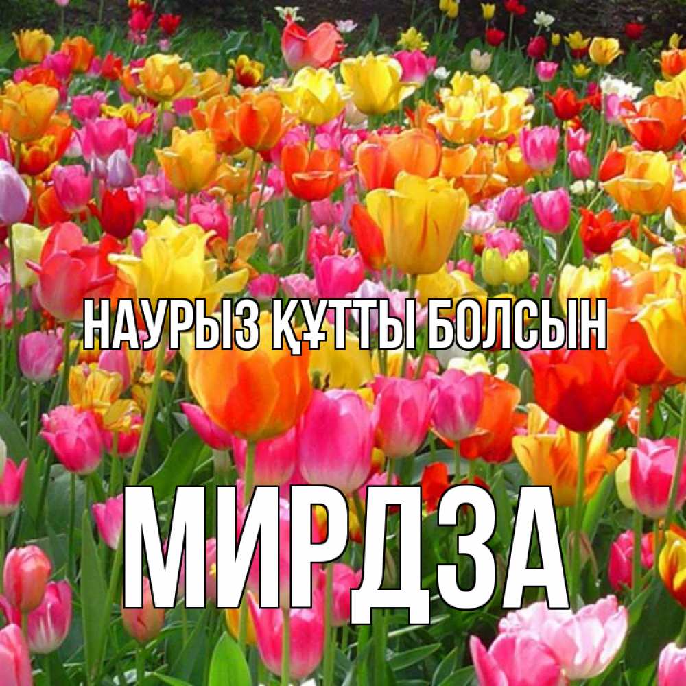Открытка на каждый день с именем, Мирдза Наурыз құтты болсын на наурыз  ура ура Прикольная открытка с пожеланием онлайн скачать бесплатно 