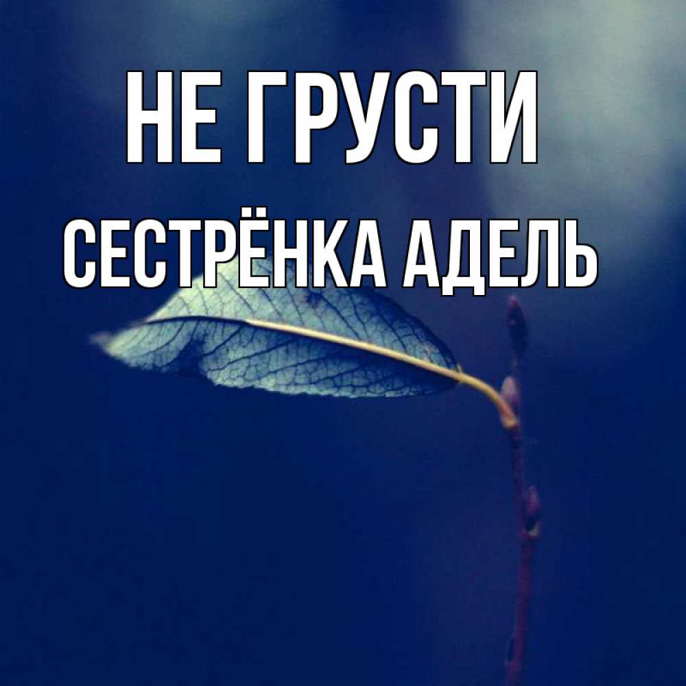 Открытка на каждый день с именем, Сестрёнка-Адель Не грусти растение Прикольная открытка с пожеланием онлайн скачать бесплатно 