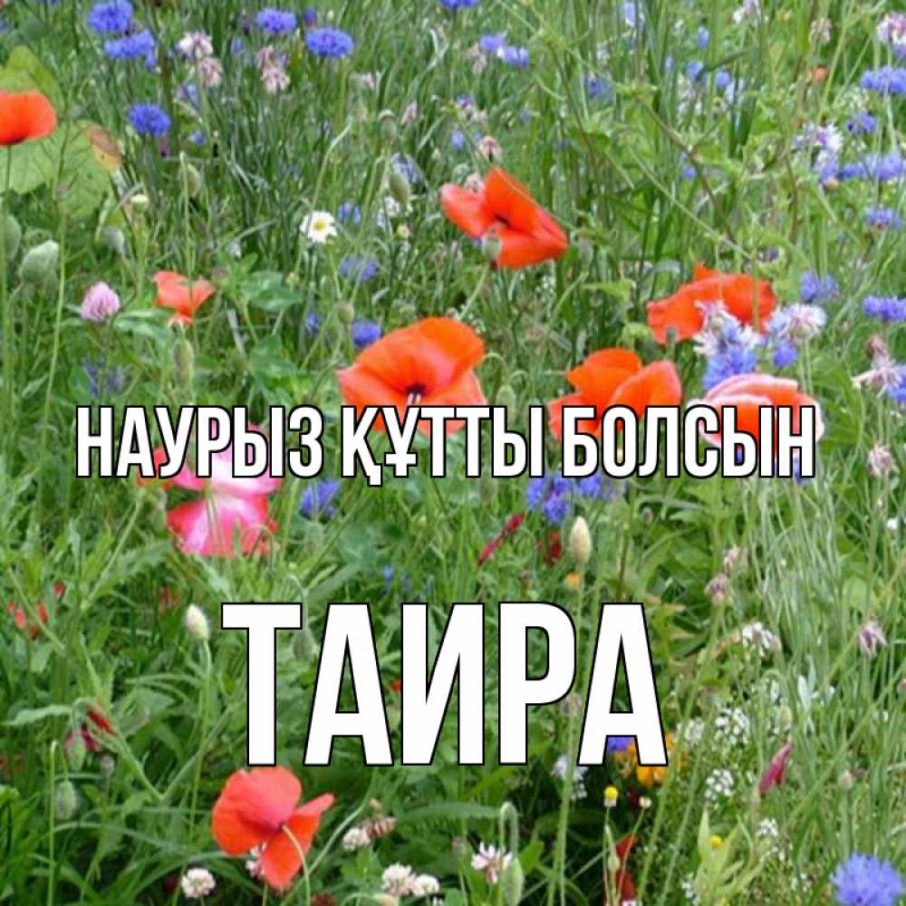 Открытка на каждый день с именем, Таира Наурыз құтты болсын наурыз  4 Прикольная открытка с пожеланием онлайн скачать бесплатно 