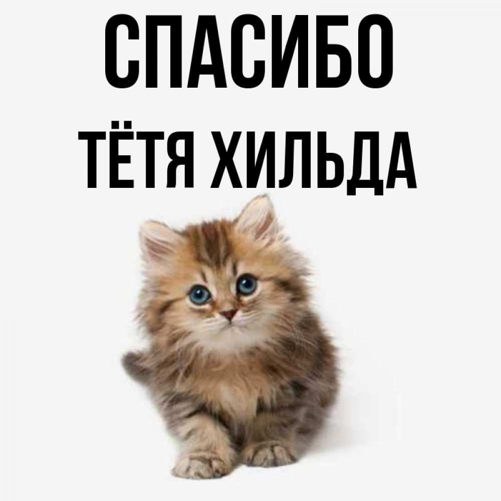 Открытка на каждый день с именем, Тётя-Хильда Спасибо пушистый котик Прикольная открытка с пожеланием онлайн скачать бесплатно 