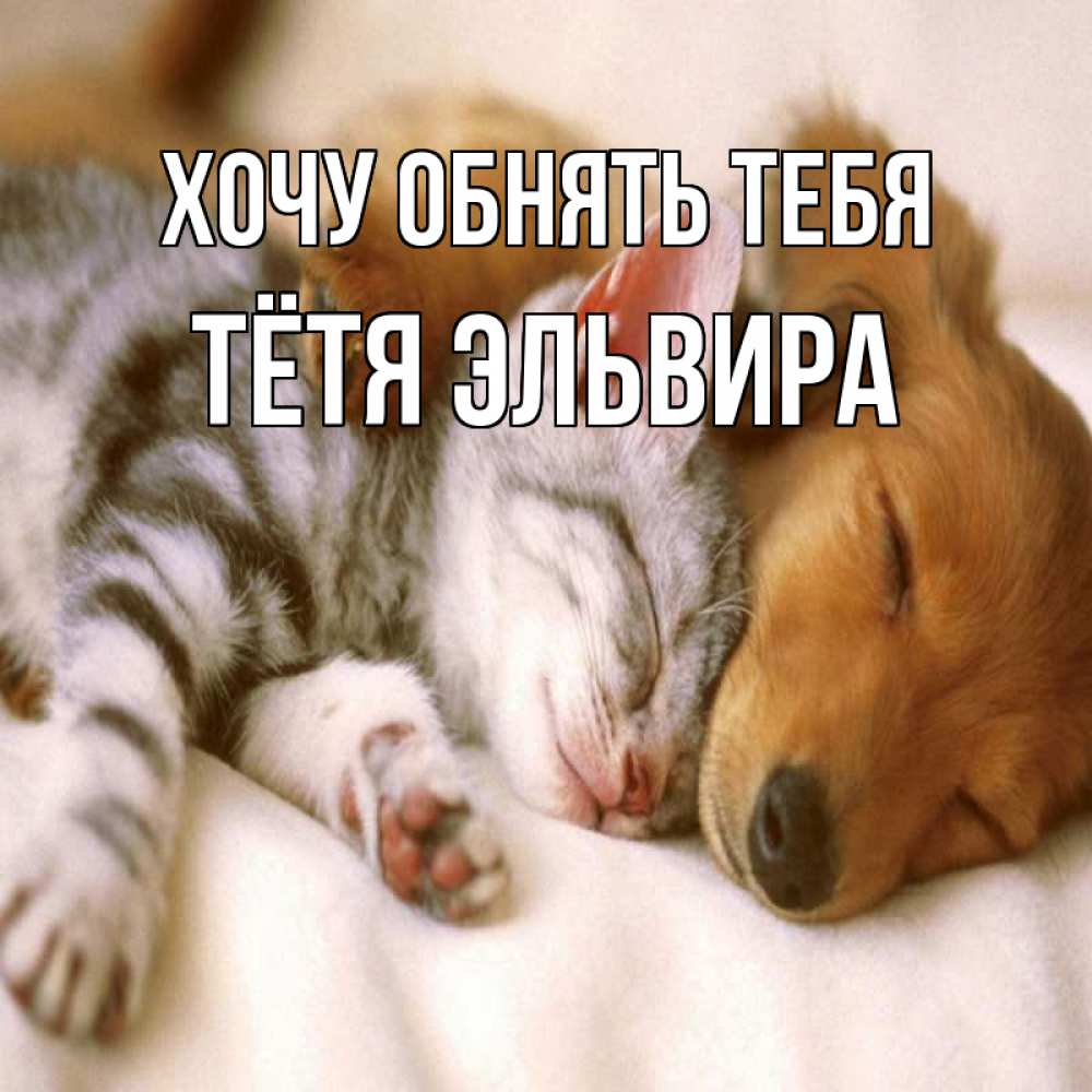 Открытка на каждый день с именем, Тётя-Эльвира Хочу обнять тебя пес и котенок Прикольная открытка с пожеланием онлайн скачать бесплатно 
