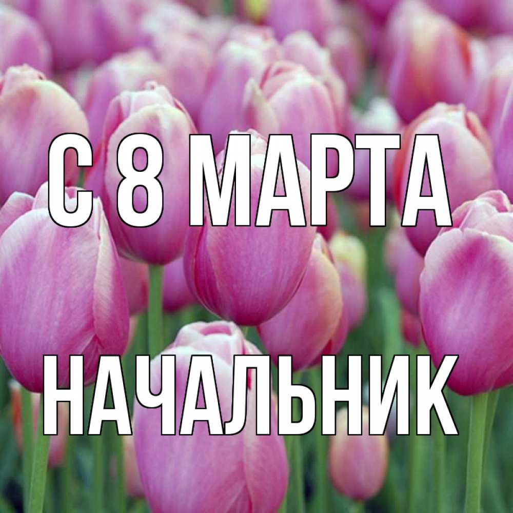 Открытка на каждый день с именем, Начальник С 8 МАРТА на международный женский день 3 Прикольная открытка с пожеланием онлайн скачать бесплатно 
