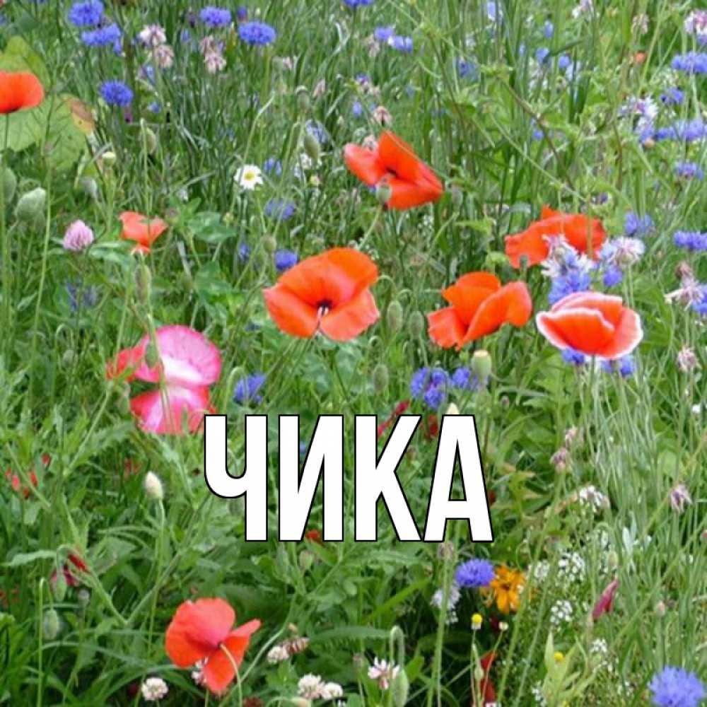Открытка на каждый день с именем, Чика Главная праздник весны наурыз супер открытка Прикольная открытка с пожеланием онлайн скачать бесплатно 