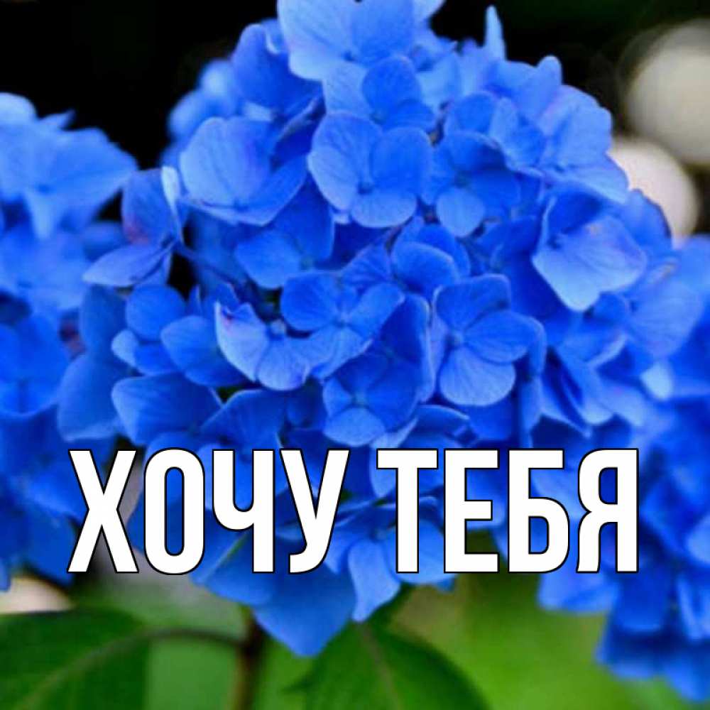 Открытка на каждый день с именем, Хочу-тебя Главная синие цветы Прикольная открытка с пожеланием онлайн скачать бесплатно 
