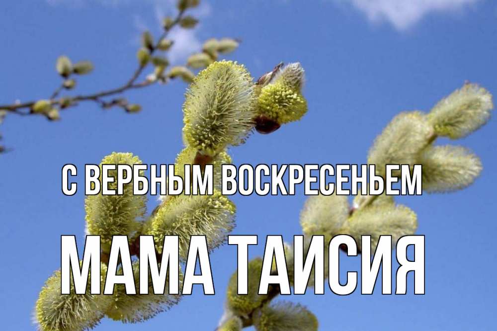 Открытка на каждый день с именем, Мама-Таисия С вербным воскресеньем верба Прикольная открытка с пожеланием онлайн скачать бесплатно 