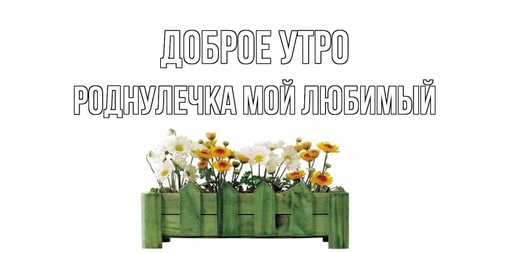 Открытка на каждый день с именем, Роднулечка-мой-любимый Доброе утро цветы Прикольная открытка с пожеланием онлайн скачать бесплатно 