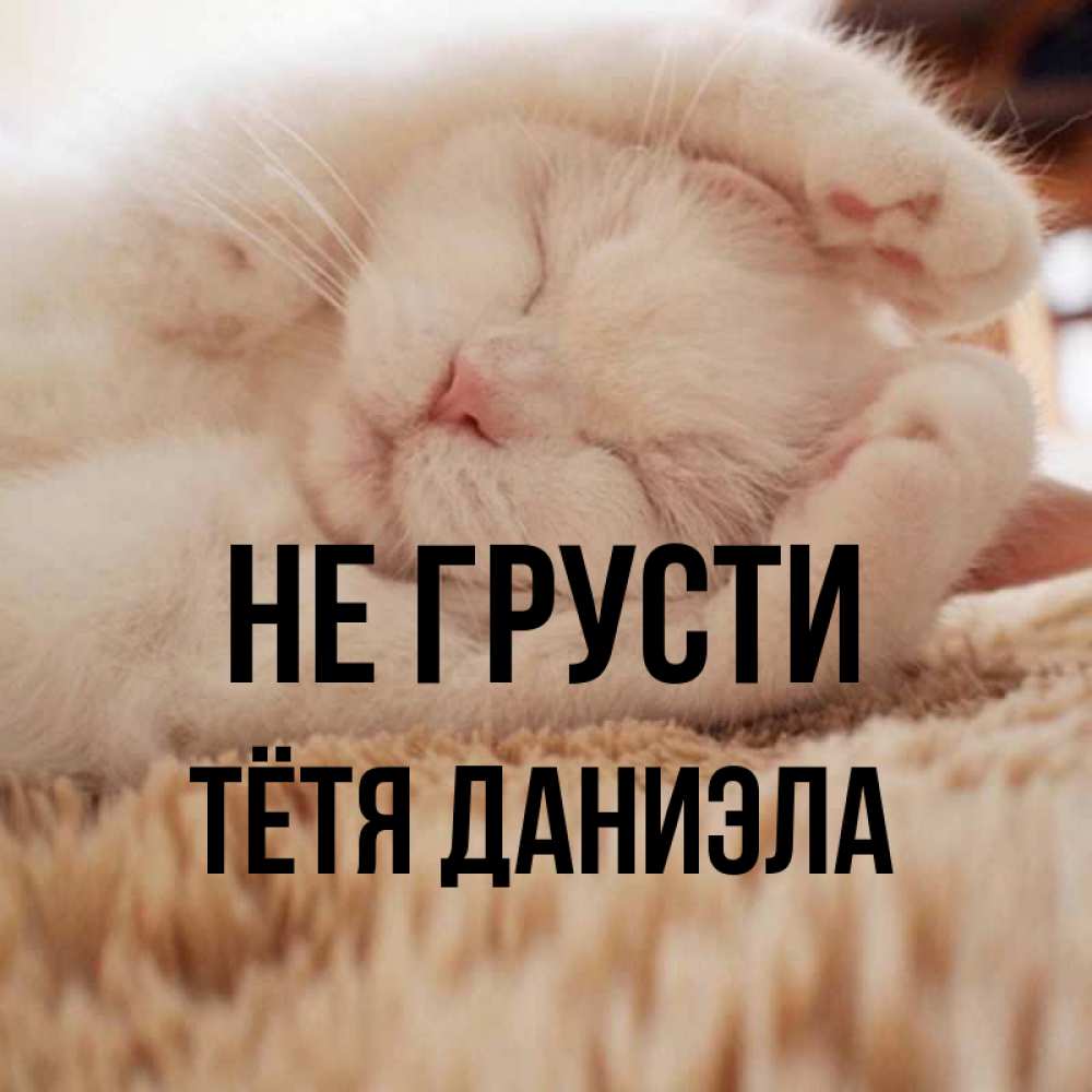 Открытка на каждый день с именем, Тётя-Даниэла Не грусти Котенок спит Прикольная открытка с пожеланием онлайн скачать бесплатно 