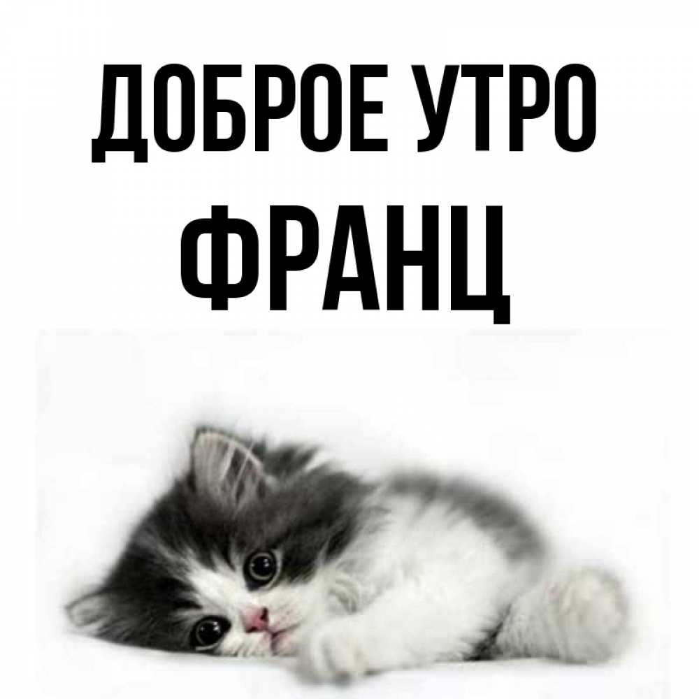 Открытка на каждый день с именем, Франц Доброе утро кот лапки Прикольная открытка с пожеланием онлайн скачать бесплатно 