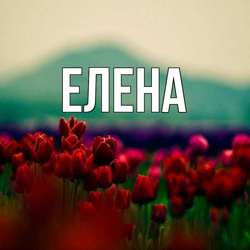 Открытка на каждый день с именем, Елена Главная тюльпаны 4 Прикольная открытка с пожеланием онлайн скачать бесплатно 