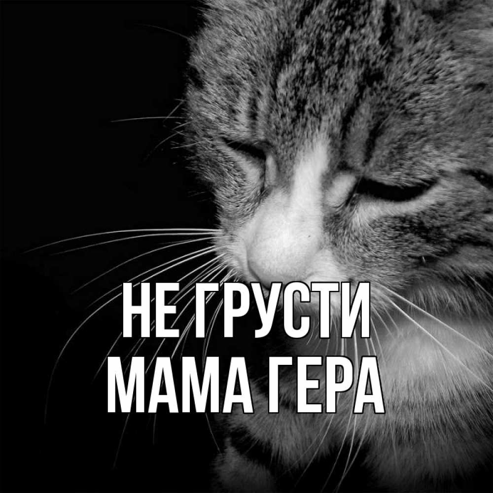 Открытка на каждый день с именем, Мама-Гера Не грусти грустный котик Прикольная открытка с пожеланием онлайн скачать бесплатно 