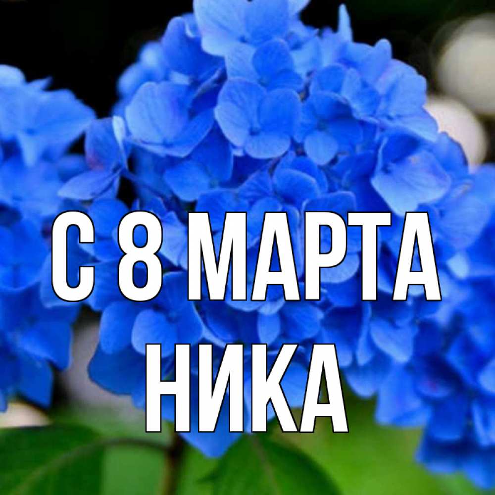Открытка на каждый день с именем, Ника С 8 МАРТА синие цветы Прикольная открытка с пожеланием онлайн скачать бесплатно 
