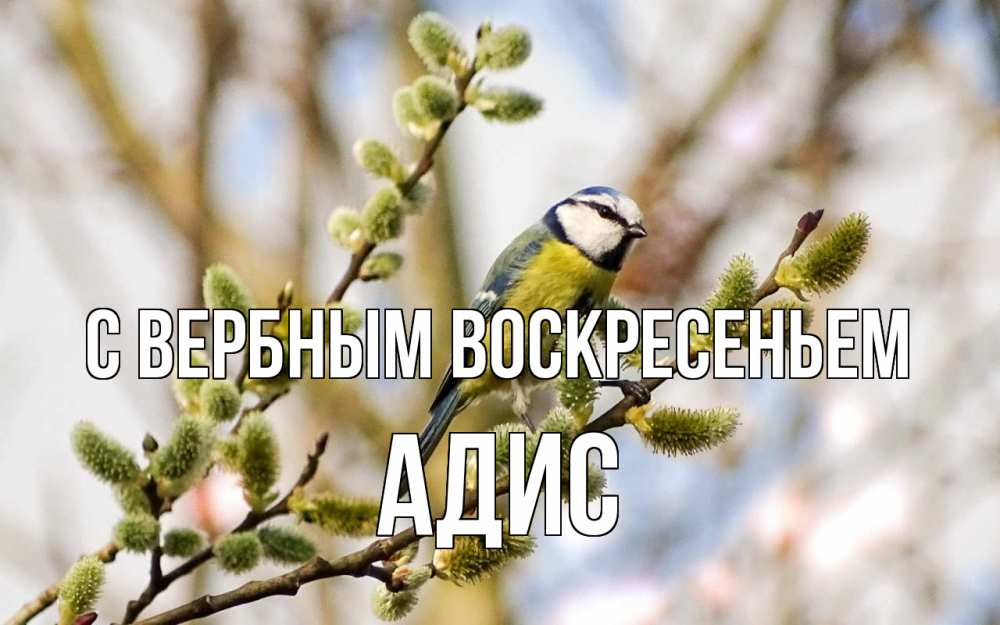 Открытка на каждый день с именем, Адис С вербным воскресеньем верба Прикольная открытка с пожеланием онлайн скачать бесплатно 
