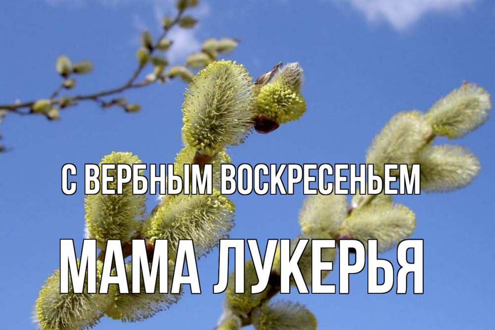 Открытка на каждый день с именем, Мама-Лукерья С вербным воскресеньем верба Прикольная открытка с пожеланием онлайн скачать бесплатно 
