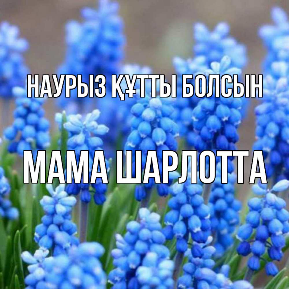 Открытка на каждый день с именем, Мама-Шарлотта Наурыз құтты болсын Поздравительная открытка для женщин с цветами на праздничную дату Прикольная открытка с пожеланием онлайн скачать бесплатно 