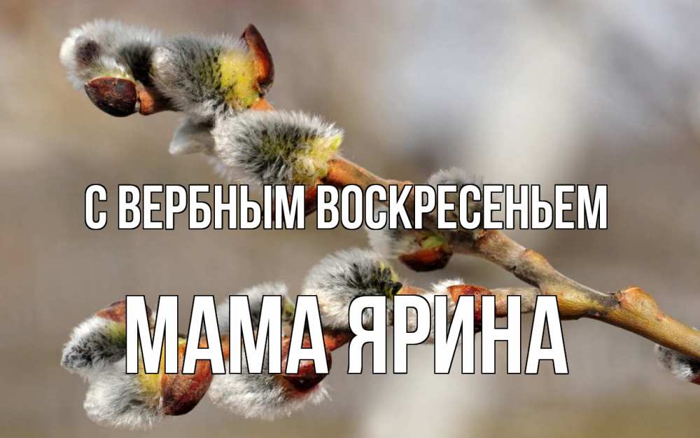 Открытка на каждый день с именем, Мама-Ярина С вербным воскресеньем Верба Прикольная открытка с пожеланием онлайн скачать бесплатно 