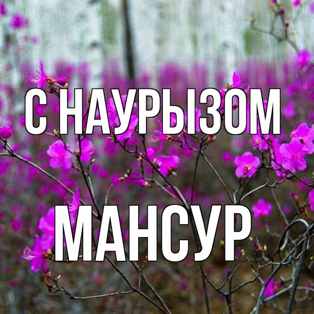 Открытка на каждый день с именем, Мансур С наурызом дикие цветы Прикольная открытка с пожеланием онлайн скачать бесплатно 
