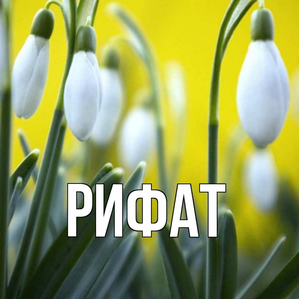 Открытка на каждый день с именем, Рифат Главная весенние цветы Прикольная открытка с пожеланием онлайн скачать бесплатно 