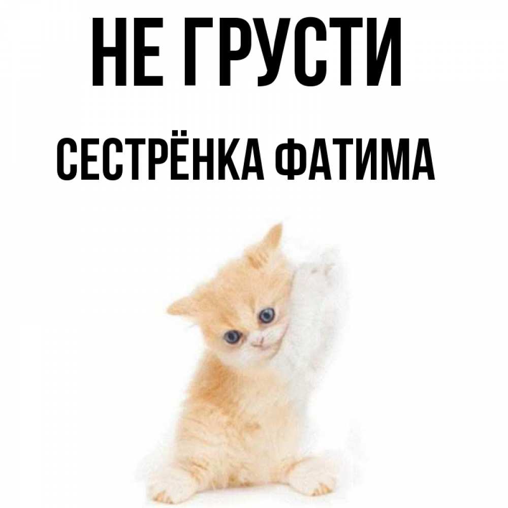 Открытка на каждый день с именем, Сестрёнка-Фатима Не грусти просящий кот Прикольная открытка с пожеланием онлайн скачать бесплатно 