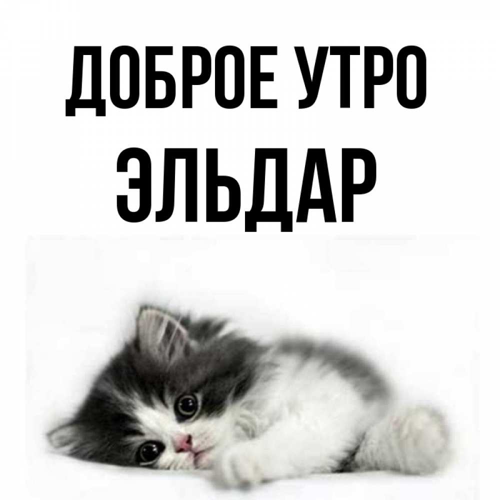Открытка на каждый день с именем, Эльдар Доброе утро кот лапки Прикольная открытка с пожеланием онлайн скачать бесплатно 