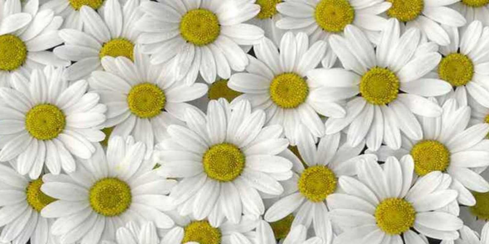 Открытка много ромашек и пожелание хорошего дня поляна ромашек Хорошего дня 