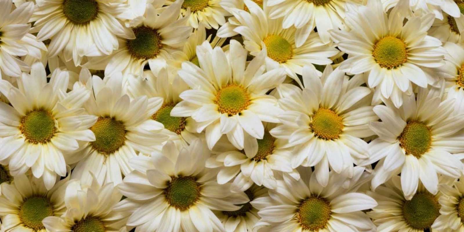 Открытка красивые цветы крупные ромашки крупные ромашки Хорошего настроения 