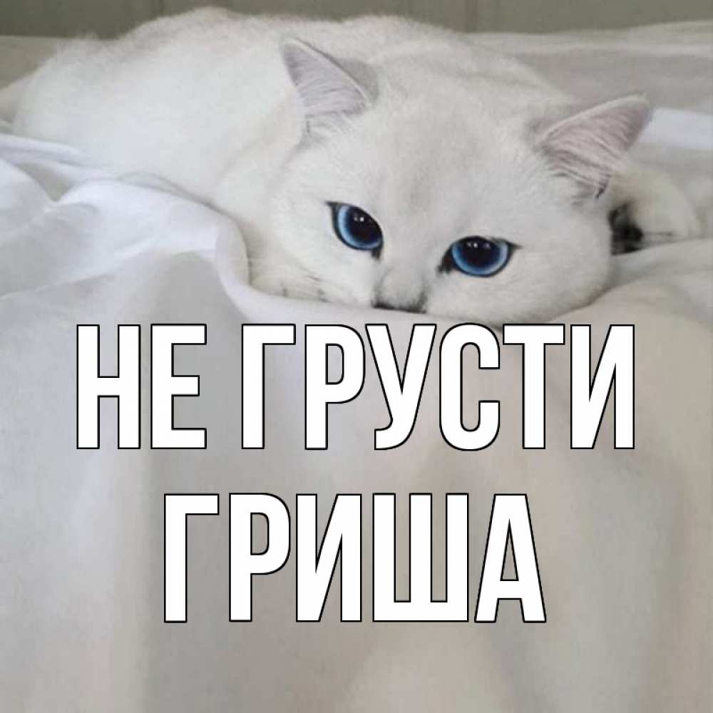 Открытка на каждый день с именем, Гриша Не грусти белый кот с голубыми глазами на белоснежной кровати Прикольная открытка с пожеланием онлайн скачать бесплатно 