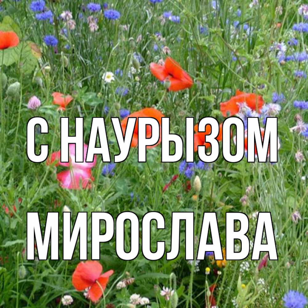 Открытка на каждый день с именем, Мирослава С наурызом праздник весны наурыз супер открытка Прикольная открытка с пожеланием онлайн скачать бесплатно 