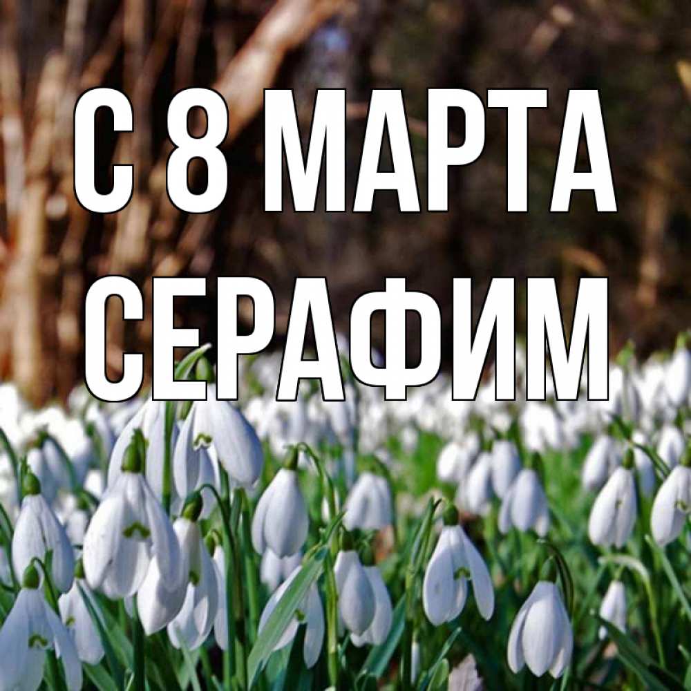 Открытка на каждый день с именем, Серафим С 8 МАРТА с подснежниками 1 Прикольная открытка с пожеланием онлайн скачать бесплатно 