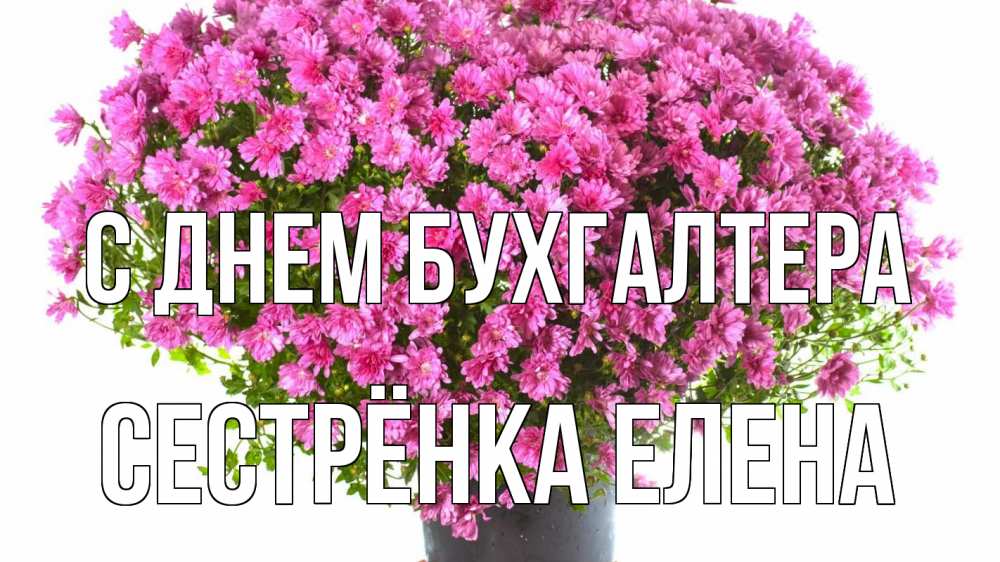 Открытка на каждый день с именем, Сестрёнка-Елена С днем бухгалтера с днем бухгалтера Прикольная открытка с пожеланием онлайн скачать бесплатно 