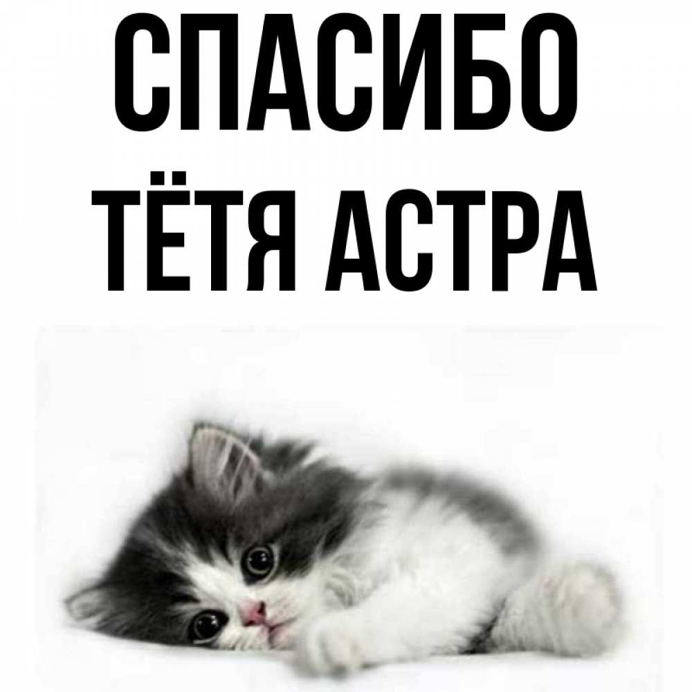 Открытка на каждый день с именем, Тётя-Астра Спасибо черный и белый кот Прикольная открытка с пожеланием онлайн скачать бесплатно 