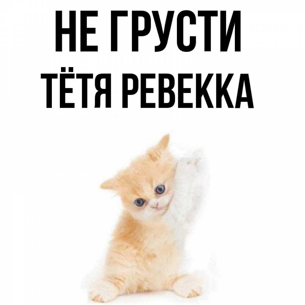 Открытка на каждый день с именем, Тётя-Ревекка Не грусти просящий кот Прикольная открытка с пожеланием онлайн скачать бесплатно 