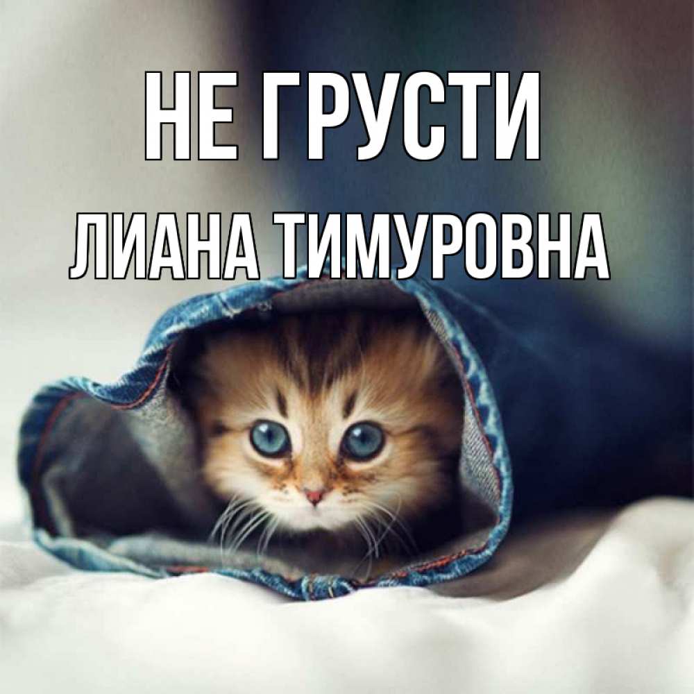 Открытка на каждый день с именем, Лиана-Тимуровна Не грусти кот в одежде Прикольная открытка с пожеланием онлайн скачать бесплатно 