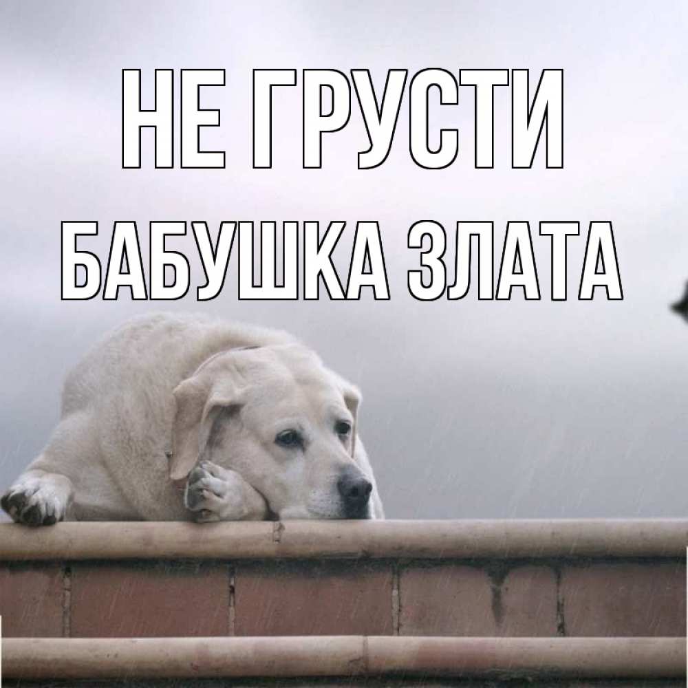 Открытка на каждый день с именем, Бабушка-Злата Не грусти белый пес 1 Прикольная открытка с пожеланием онлайн скачать бесплатно 