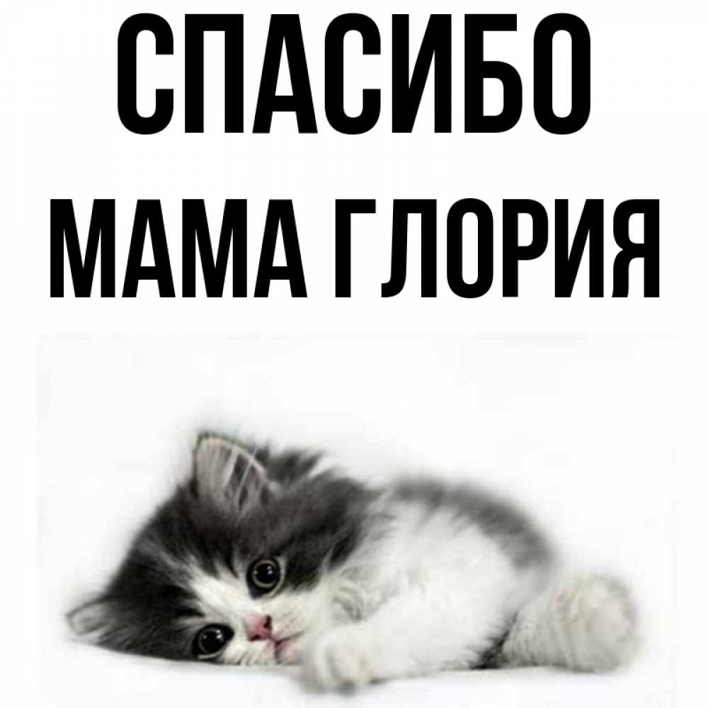 Открытка на каждый день с именем, Мама-Глория Спасибо черный и белый кот Прикольная открытка с пожеланием онлайн скачать бесплатно 