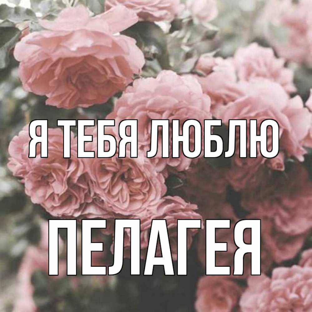 Открытка на каждый день с именем, Пелагея Я тебя люблю розы 3 Прикольная открытка с пожеланием онлайн скачать бесплатно 