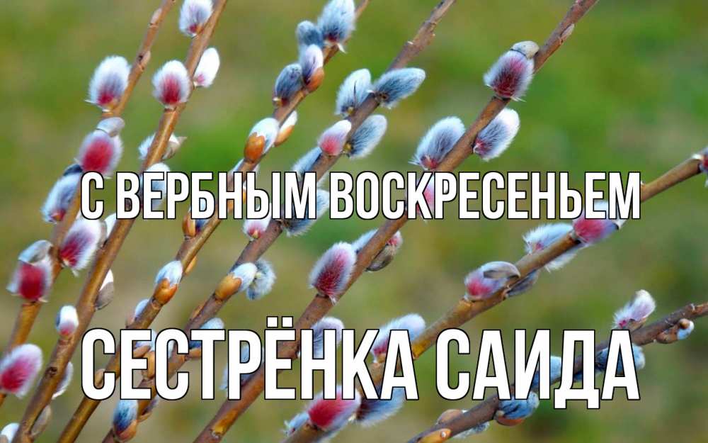 Открытка на каждый день с именем, Сестрёнка-Саида С вербным воскресеньем верба Прикольная открытка с пожеланием онлайн скачать бесплатно 