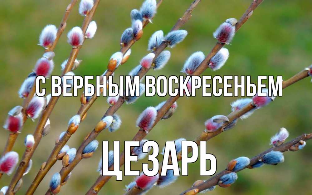 Открытка на каждый день с именем, Цезарь С вербным воскресеньем верба Прикольная открытка с пожеланием онлайн скачать бесплатно 