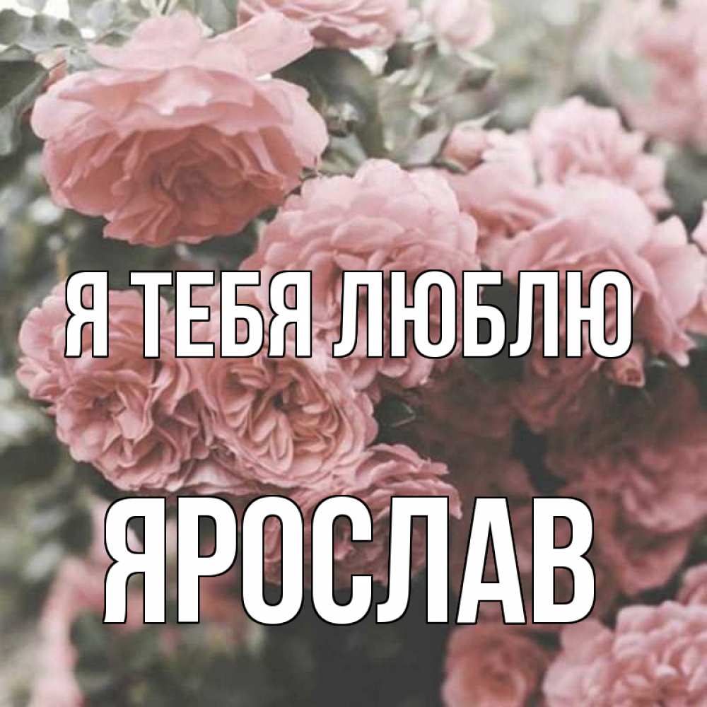 Открытка на каждый день с именем, Ярослав Я тебя люблю розы 3 Прикольная открытка с пожеланием онлайн скачать бесплатно 