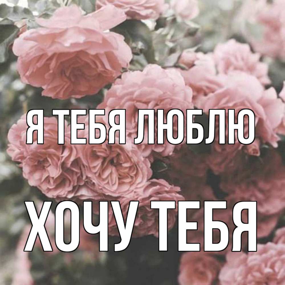 Картинка Я тебя люблю, Хочу тебя