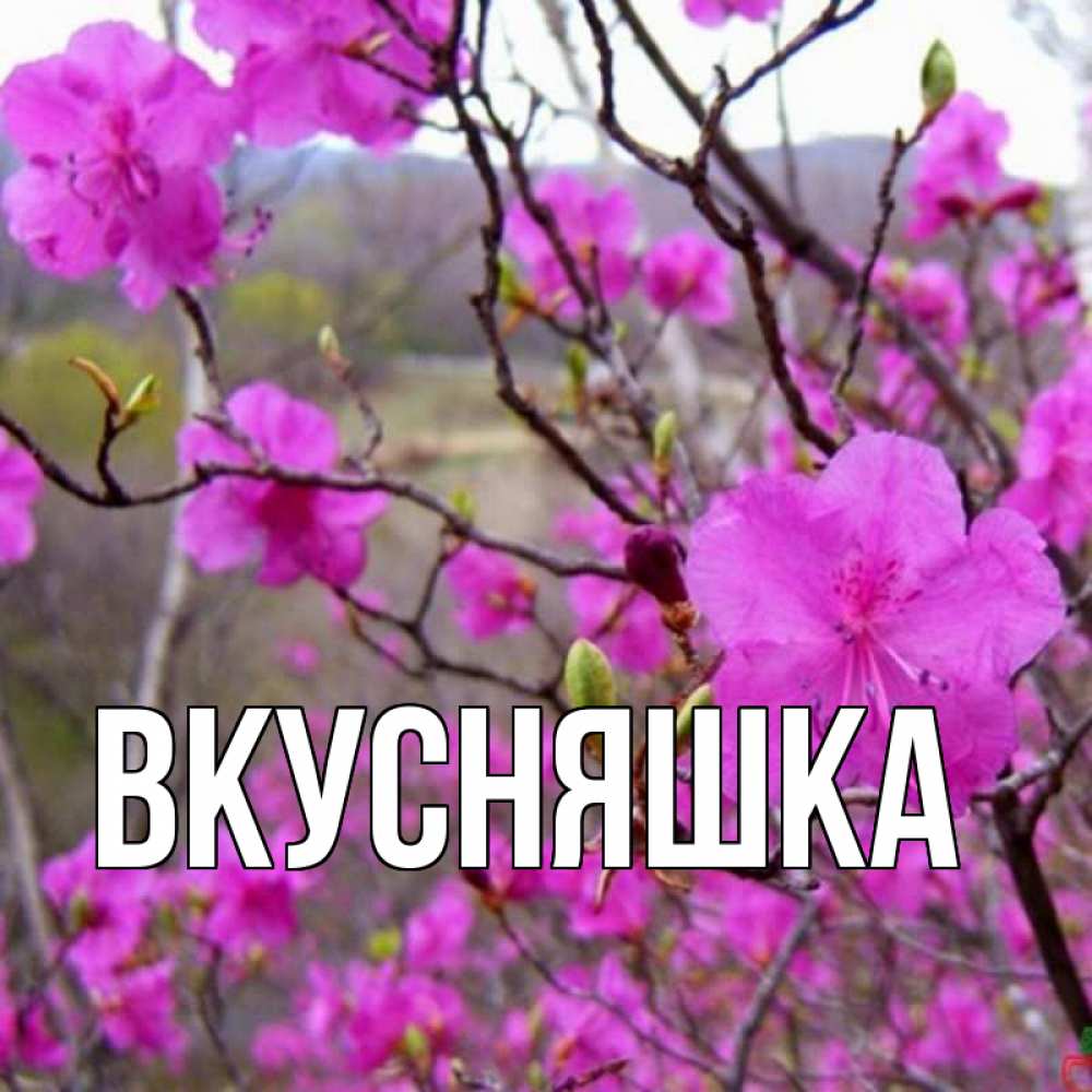 Открытка на каждый день с именем, Вкусняшка Главная праздник весны наурыз Прикольная открытка с пожеланием онлайн скачать бесплатно 