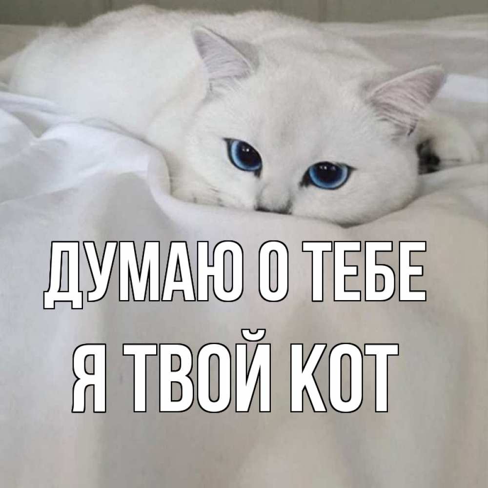Картинки с надписью скучаю котик