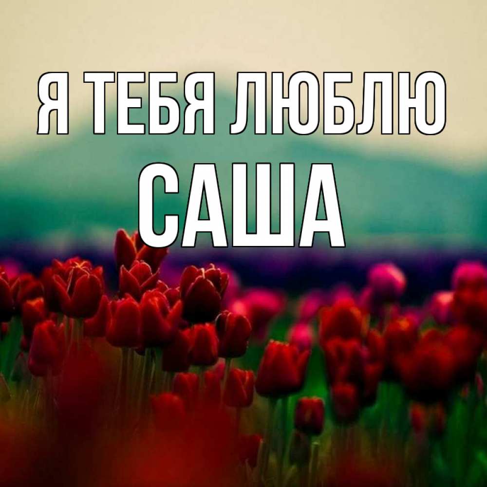 Открытка на каждый день с именем, саша Я тебя люблю тюльпаны 4 Прикольная открытка с пожеланием онлайн скачать бесплатно 