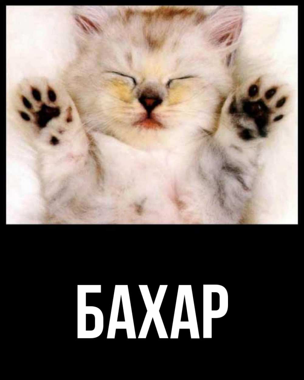 Открытка на каждый день с именем, Бахар Главная маленький котенок Прикольная открытка с пожеланием онлайн скачать бесплатно 