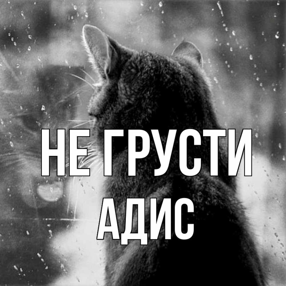Открытка на каждый день с именем, Адис Не грусти отражение кота 1 Прикольная открытка с пожеланием онлайн скачать бесплатно 