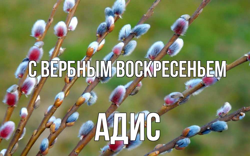 Открытка на каждый день с именем, Адис С вербным воскресеньем верба Прикольная открытка с пожеланием онлайн скачать бесплатно 