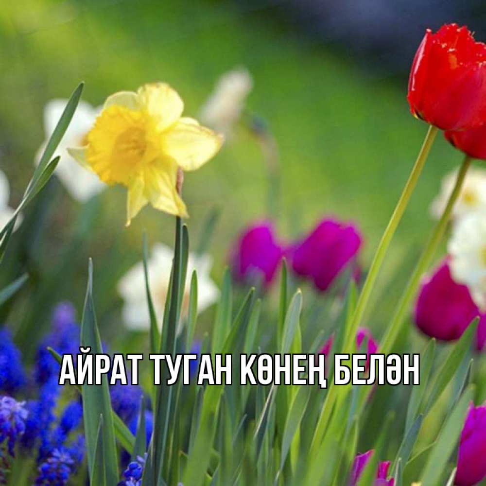 Открытка на каждый день с именем, Айрат-туган-көнең-белән Главная наурыз  3 открытки Прикольная открытка с пожеланием онлайн скачать бесплатно 